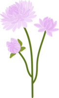 Purple dahlia flower hand drawn illustration. png