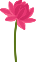 ilustración de dibujado a mano de flor de dalia rosa. png