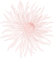 White dahlia flower hand drawn illustration. png