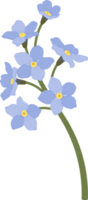 illustrazione disegnata a mano del fiore blu non ti scordar di me. png