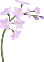 Pink forget me not flower hand drawn illustration. png