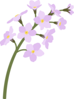 Pink forget me not flower hand drawn illustration. png