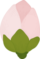 Pink camellia flower hand drawn illustration. png