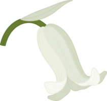 ilustración de dibujado a mano de flor de campanilla. png