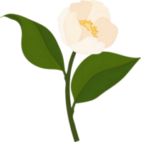 White camellia flower hand drawn illustration. png