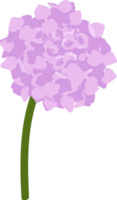 Pink hydrangea flower illustration. png