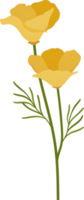 Yellow california poppy flower hand drawn illustration. png