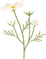 ilustración de dibujado a mano de flor de cosmos blanco. png