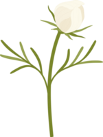 ilustración de dibujado a mano de flor de cosmos blanco. png
