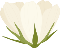 White cosmos flower hand drawn illustration. png