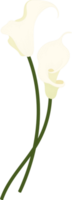 vit calla lilja blomma handritad illustration. png