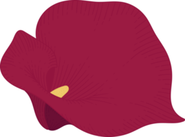illustration dessinée à la main de fleur de lys calla rouge. png