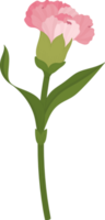 rosa nelkenblume handgezeichnete illustration. png