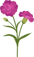 purple carnation flower hand drawn illustration. png