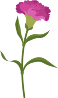 purple carnation flower hand drawn illustration. png