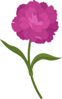 purple carnation flower hand drawn illustration. png