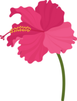 roze hibiscus bloem hand getekende illustratie. png