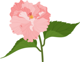 fleur d'hibiscus rose illustration dessinée à la main. png