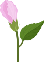 Pink Hibiscus flower hand drawn illustration. png