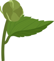 ilustración de dibujado a mano de flor de hibisco. png