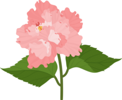 fleur d'hibiscus rose illustration dessinée à la main. png