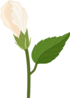 vit hibiskus blomma handritad illustration. png