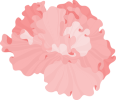 rosa hibiskusblüte handgezeichnete illustration. png
