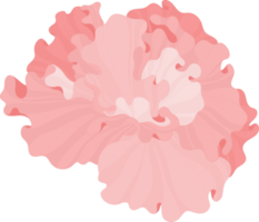 illustrazione disegnata a mano del fiore di ibisco rosa. png