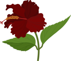 ilustração de mão desenhada flor de hibisco vermelho. png