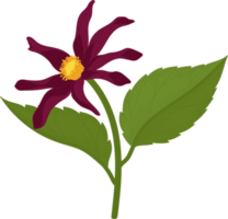 mörkrosa dahlia blomma handritad illustration. png