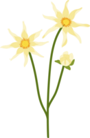 gul dahlia blomma handritad illustration. png