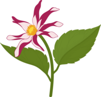 ilustração desenhada de mão rosa dália flor. png