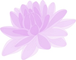 Purple dahlia flower hand drawn illustration. png