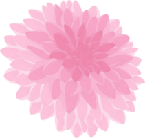 illustrazione disegnata a mano del fiore della dalia rosa. png