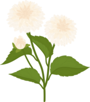 witte dahlia bloem hand getekende illustratie. png