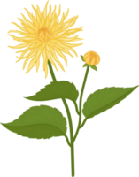 ilustración de dibujado a mano de flor de dalia amarilla. png