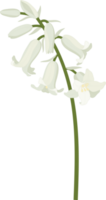 blåklocka blomma handritad illustration. png