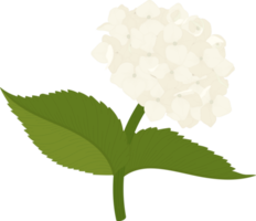 ilustración de flor de hortensia blanca. png