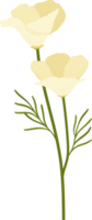 ilustração desenhada à mão de flor de papoula de Califórnia branca. png
