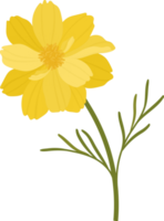 Yellow cosmos flower hand drawn illustration. png