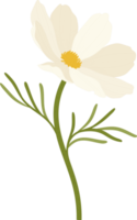 illustration dessinée à la main de fleur de cosmos blanc. png