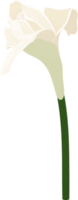 ilustración de dibujado a mano de flor de jengibre de antorcha blanca. png