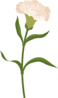 ilustración de dibujado a mano de flor de clavel blanco. png