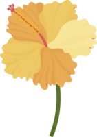 orange hibiskus blomma handritad illustration. png