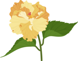 orange hibiskus blomma handritad illustration. png