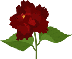 Red Hibiscus flower hand drawn illustration. png