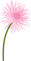 ilustração desenhada de mão rosa dália flor. png