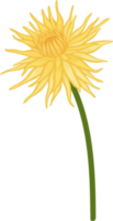 Yellow dahlia flower hand drawn illustration. png