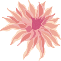 rosa dahlia blomma handritad illustration. png