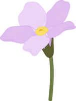 Pink forget me not flower hand drawn illustration. png